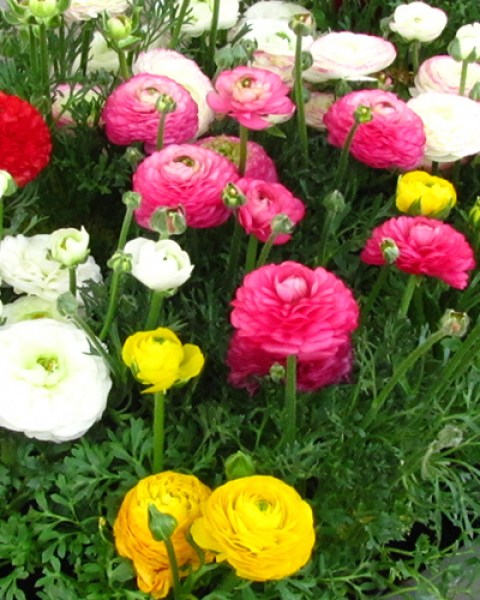 Ranunculus mix4